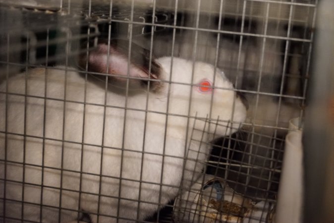 Rabbit farming at Glencroft Farm TAS