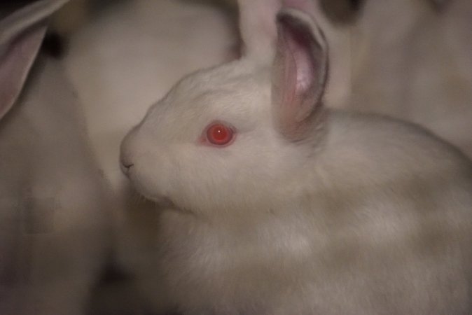 Rabbit farming at Glencroft Farm TAS