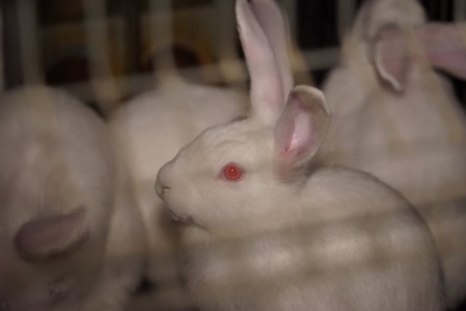 Rabbit farming at Glencroft Farm TAS