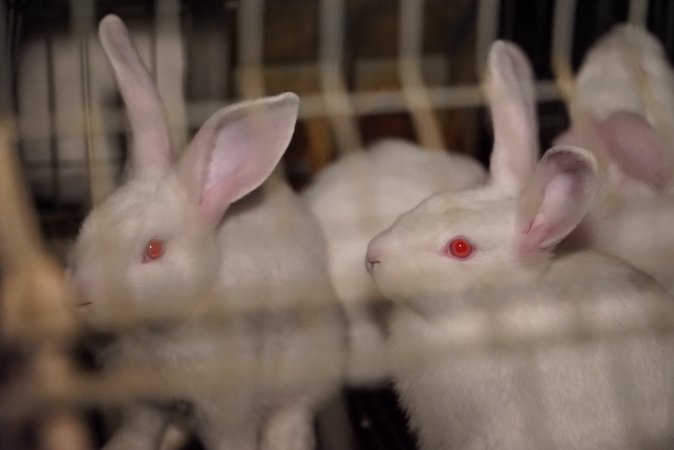 Rabbit farming at Glencroft Farm TAS