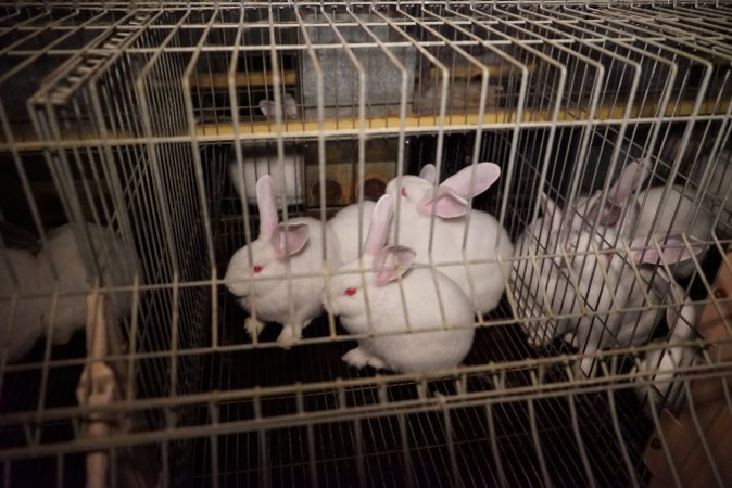 Rabbit farming at Glencroft Farm TAS