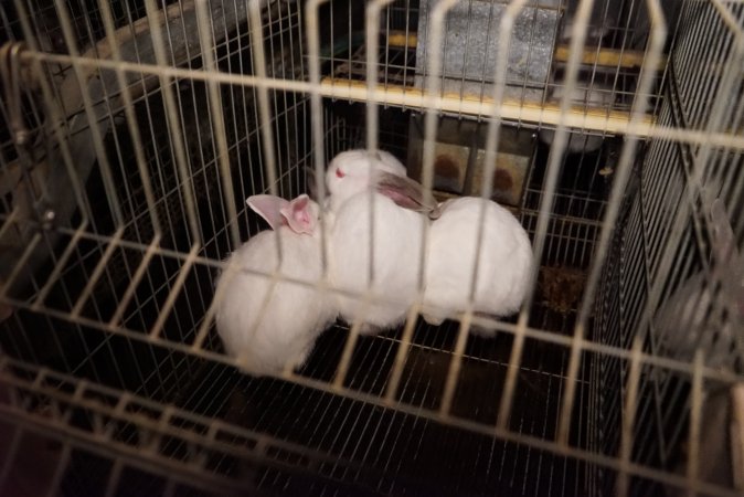 Rabbit farming at Glencroft Farm TAS