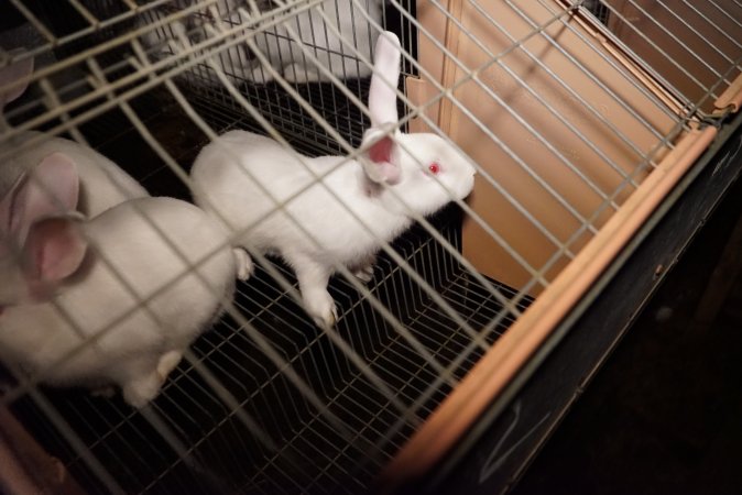 Rabbit farming at Glencroft Farm TAS