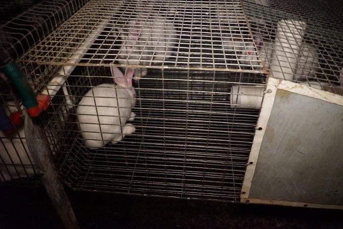 Rabbit farming at Glencroft Farm TAS