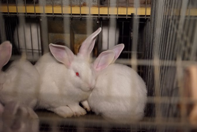 Rabbit farming at Glencroft Farm TAS