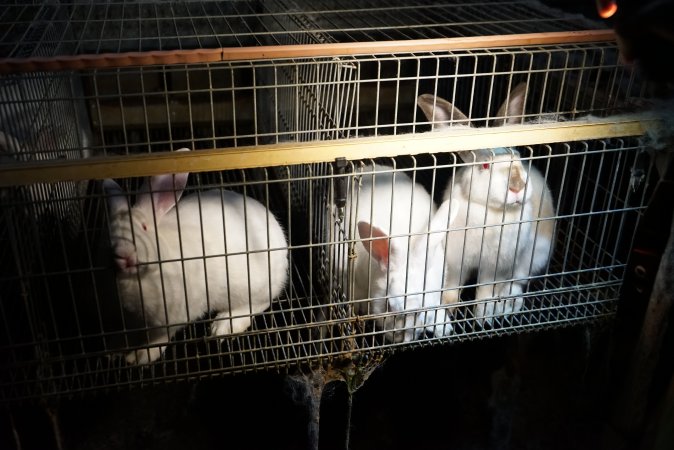 Rabbit farming at Glencroft Farm TAS