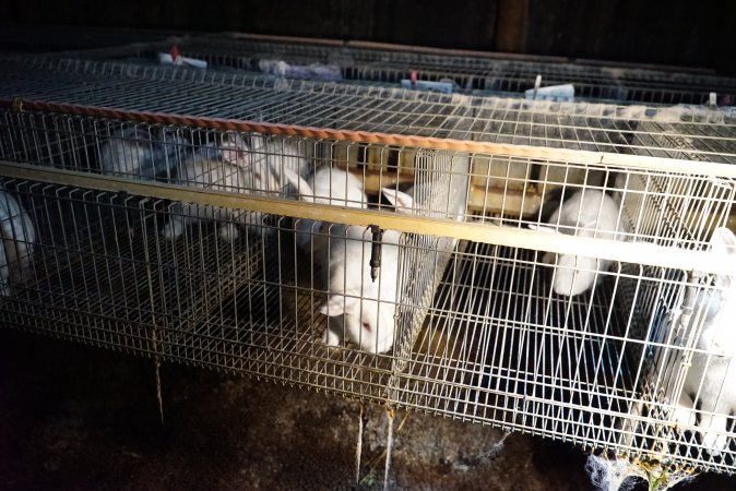 Rabbit farming at Glencroft Farm TAS