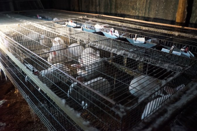 Rabbit farming at Glencroft Farm TAS