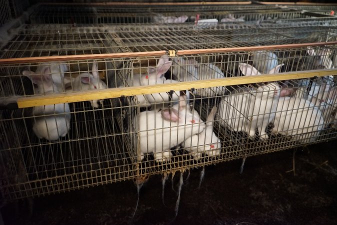 Rabbit farming at Glencroft Farm TAS