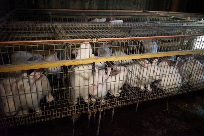 Rabbit farming at Glencroft Farm TAS