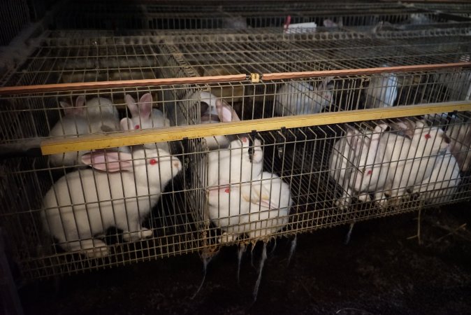 Rabbit farming at Glencroft Farm TAS