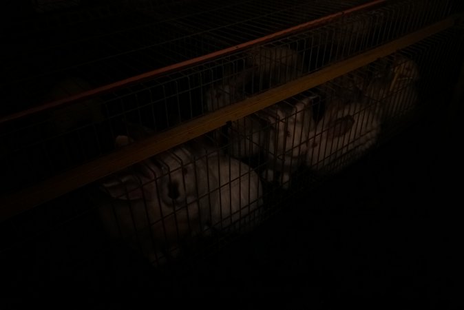 Rabbit farming at Glencroft Farm TAS