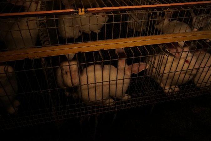 Rabbit farming at Glencroft Farm TAS