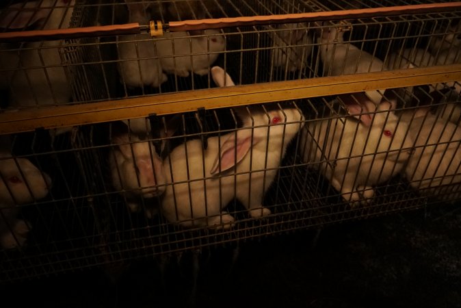 Rabbit farming at Glencroft Farm TAS
