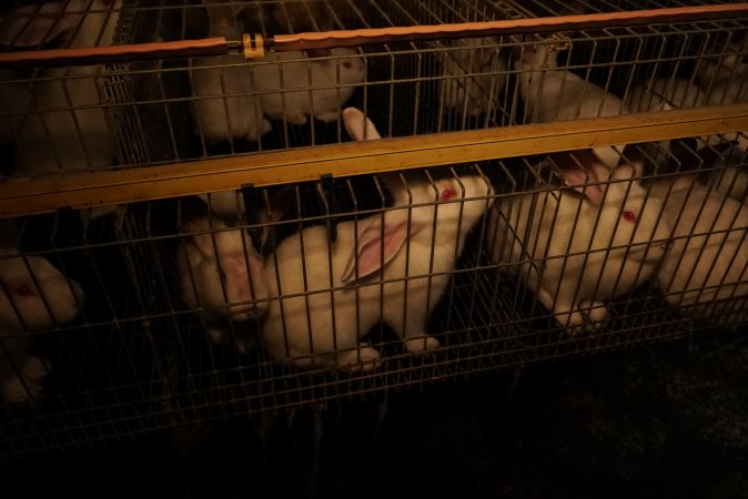 Rabbit farming at Glencroft Farm TAS