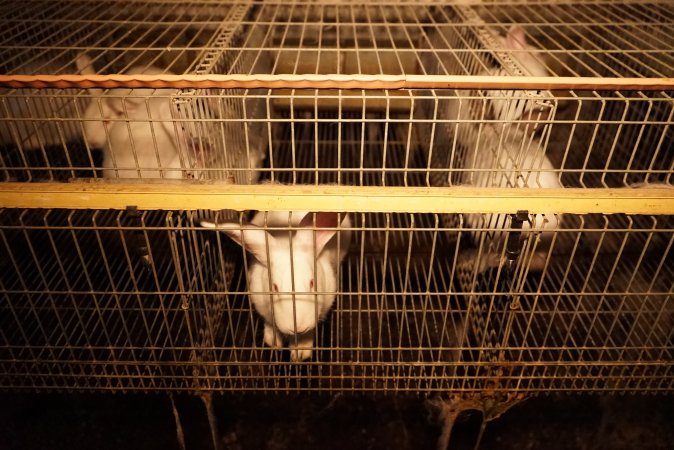 Rabbit farming at Glencroft Farm TAS