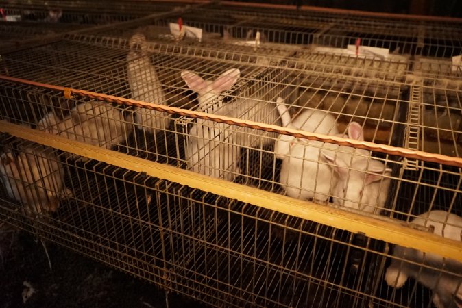 Rabbit farming at Glencroft Farm TAS