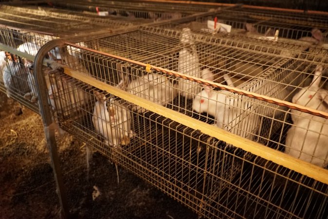 Rabbit farming at Glencroft Farm TAS