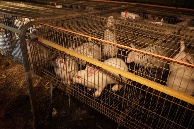 Rabbit farming at Glencroft Farm TAS