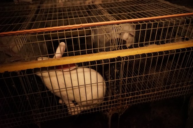 Rabbit farming at Glencroft Farm TAS