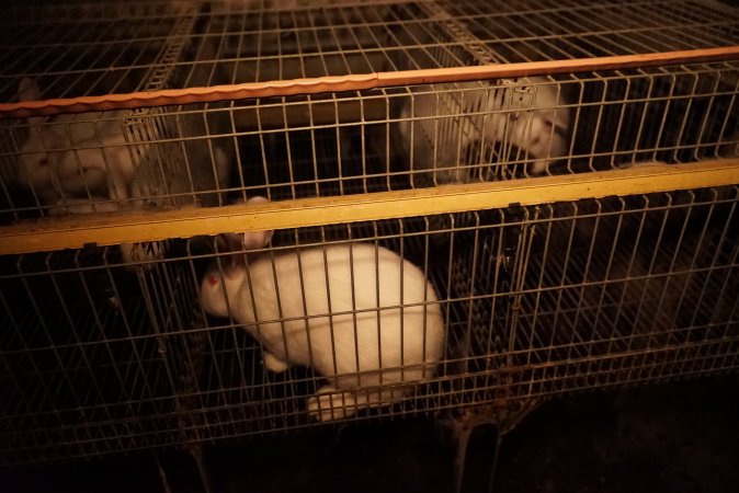 Rabbit farming at Glencroft Farm TAS