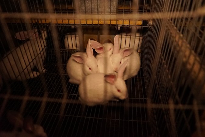 Rabbit farming at Glencroft Farm TAS