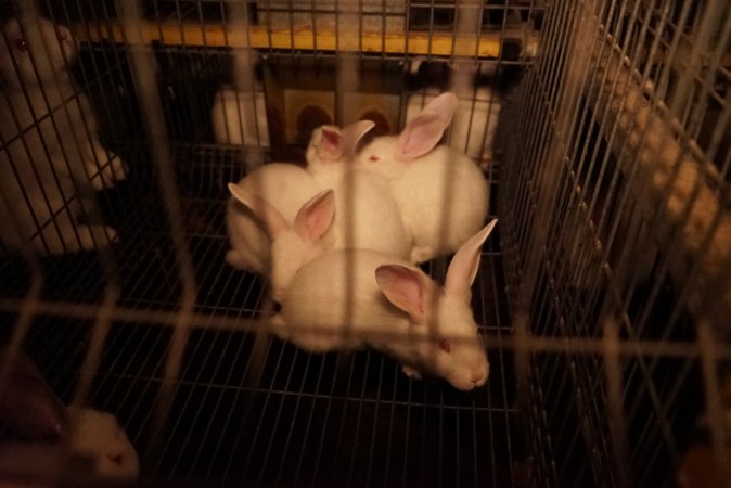 Rabbit farming at Glencroft Farm TAS