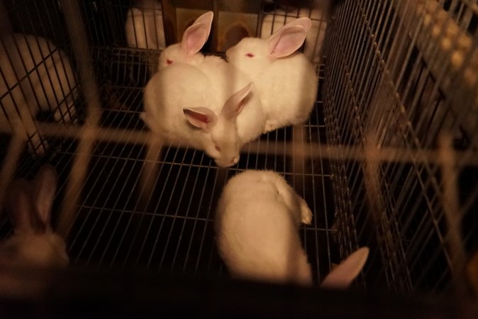 Rabbit farming at Glencroft Farm TAS