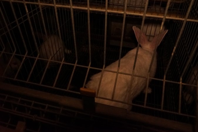 Rabbit farming at Glencroft Farm TAS