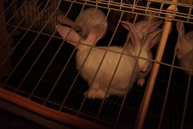 Rabbit farming at Glencroft Farm TAS