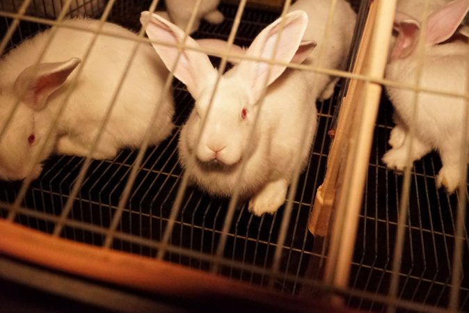 Rabbit farming at Glencroft Farm TAS