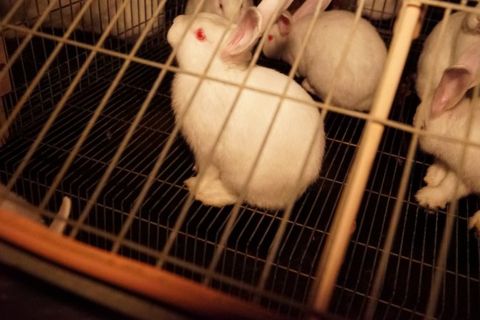 Rabbit farming at Glencroft Farm TAS