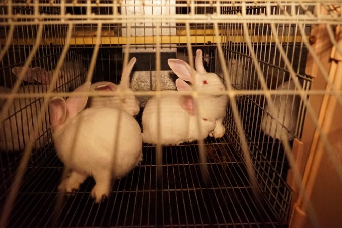 Rabbit farming at Glencroft Farm TAS