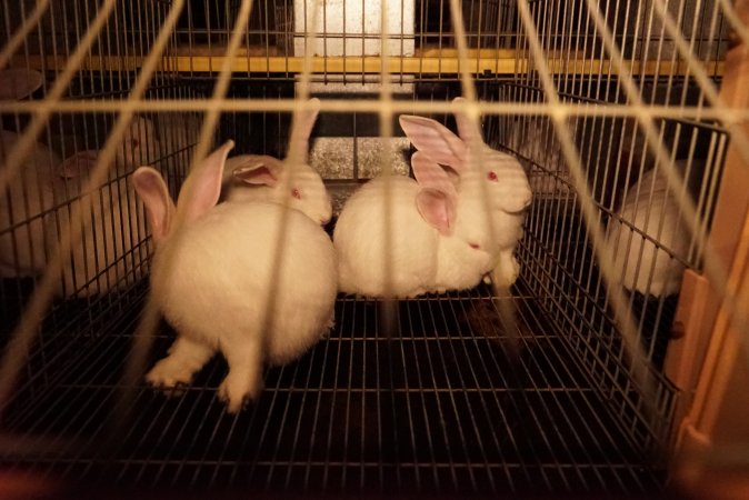 Rabbit farming at Glencroft Farm TAS