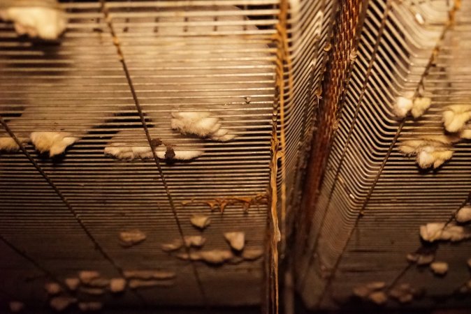 Rabbit farming at Glencroft Farm TAS