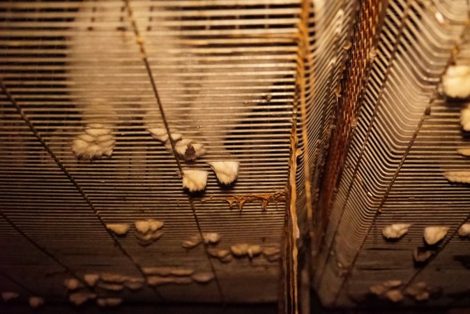 Rabbit farming at Glencroft Farm TAS