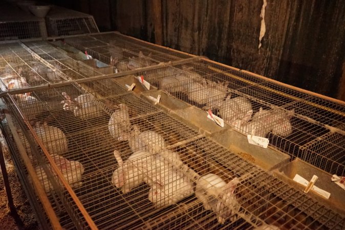 Rabbit farming at Glencroft Farm TAS