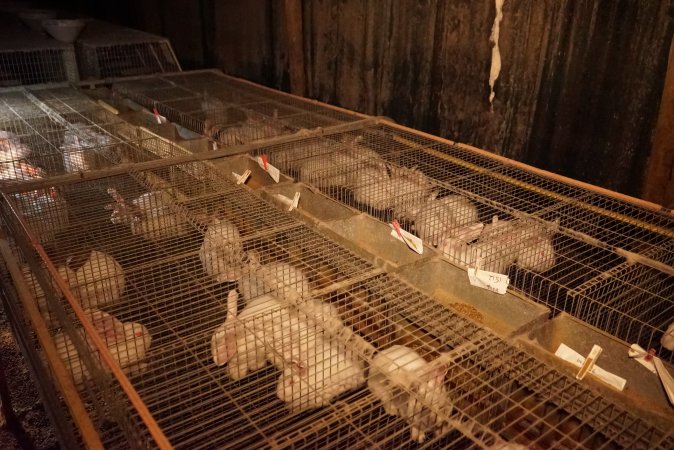 Rabbit farming at Glencroft Farm TAS