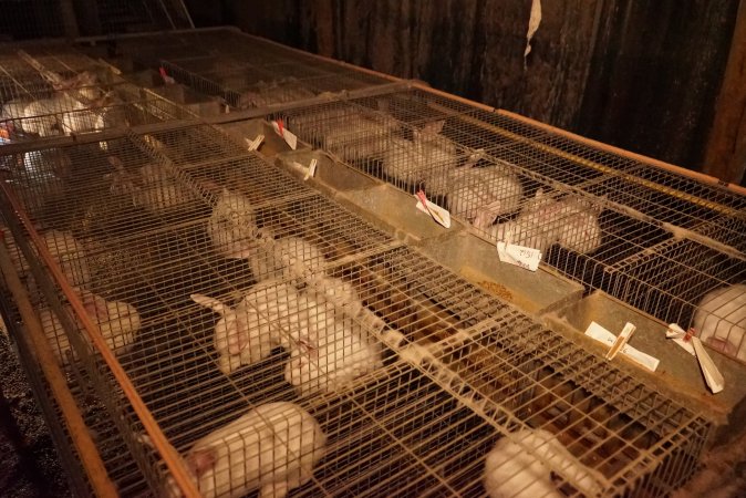 Rabbit farming at Glencroft Farm TAS