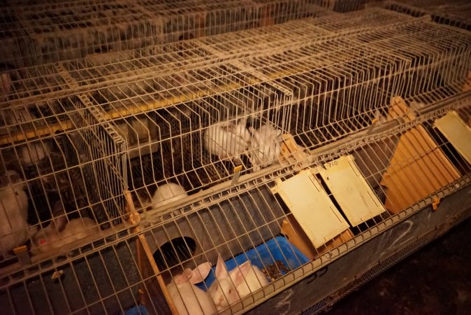Rabbit farming at Glencroft Farm TAS