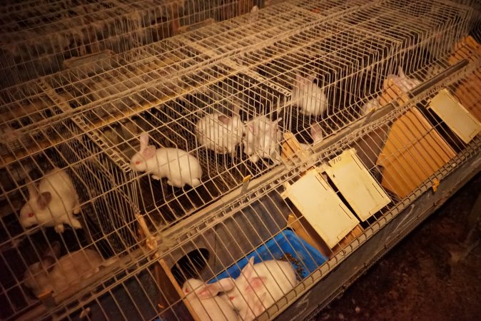 Rabbit farming at Glencroft Farm TAS