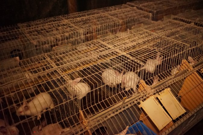 Rabbit farming at Glencroft Farm TAS