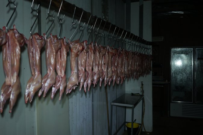 Slaughtered and skinned rabbits hanging in home slaughterhouse