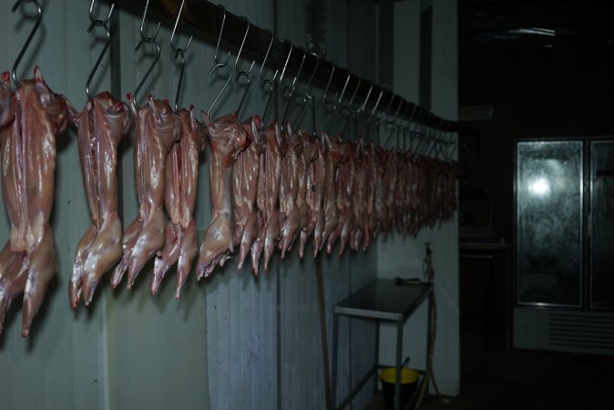 Slaughtered and skinned rabbits hanging in home slaughterhouse