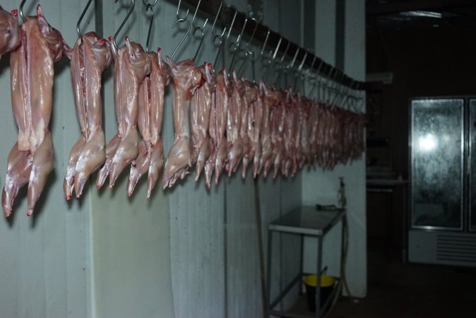 Slaughtered and skinned rabbits hanging in home slaughterhouse