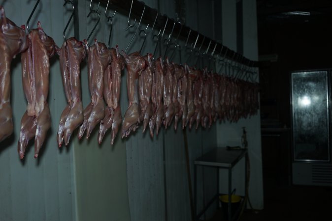 Slaughtered and skinned rabbits hanging in home slaughterhouse