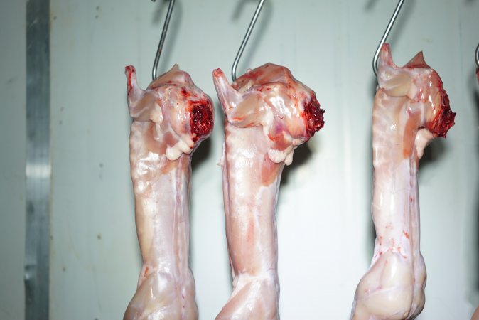 Slaughtered and skinned rabbits hanging in home slaughterhouse