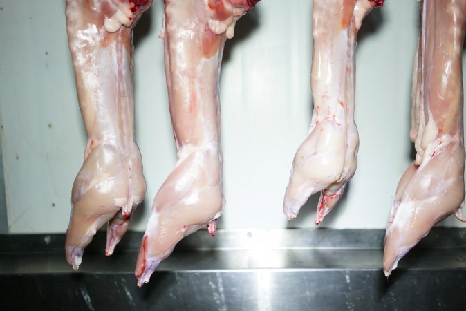 Slaughtered and skinned rabbits hanging in home slaughterhouse