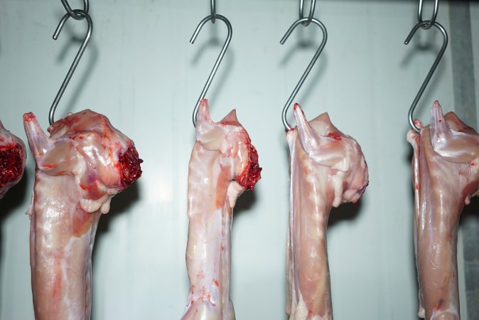 Slaughtered and skinned rabbits hanging in home slaughterhouse