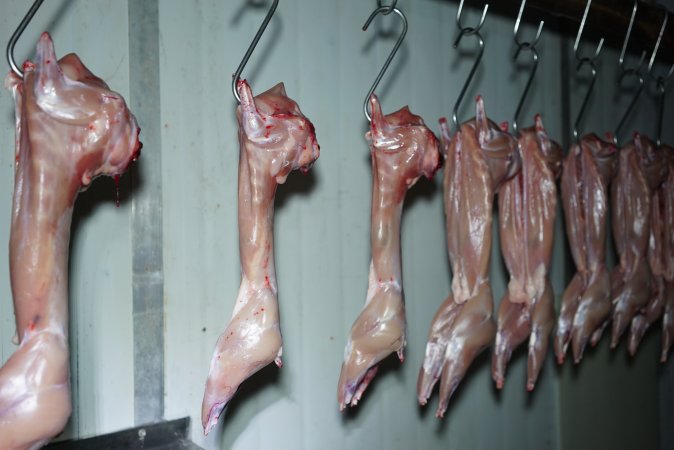 Slaughtered and skinned rabbits hanging in home slaughterhouse